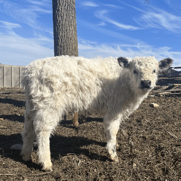 calf1 (2)