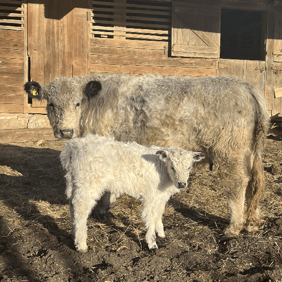 calf1 (3)