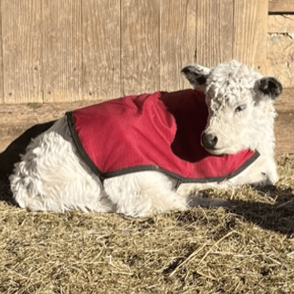 calf1 (4)