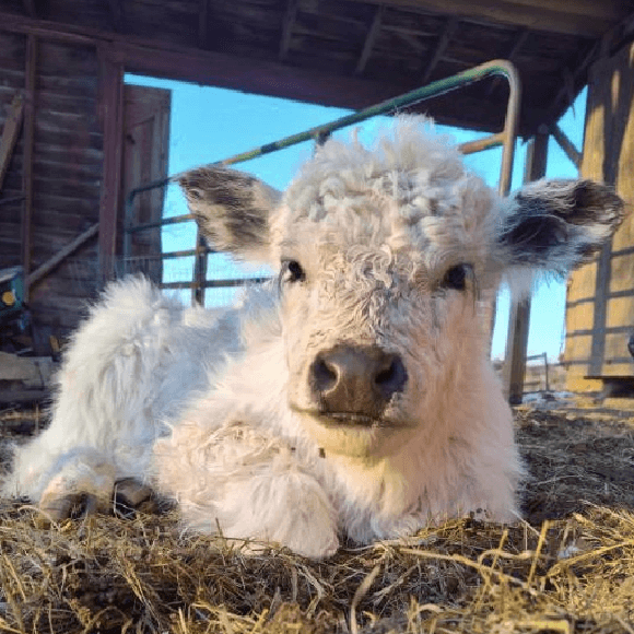 calf1(6)