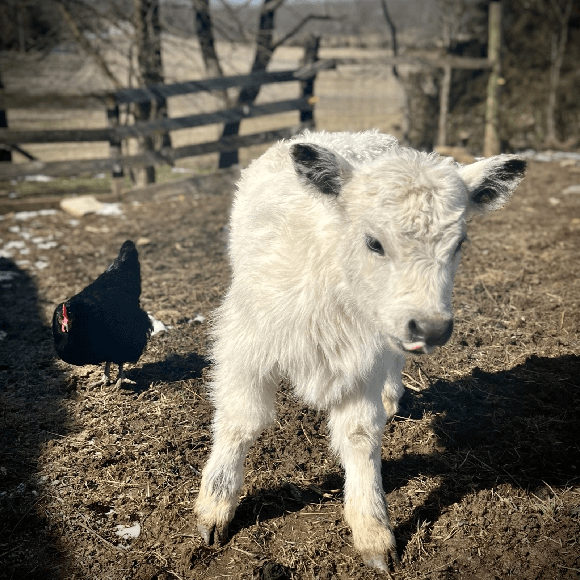 calf3 (1)