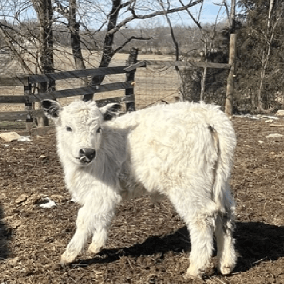 calf3 (2)