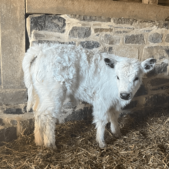 calf3 (3)