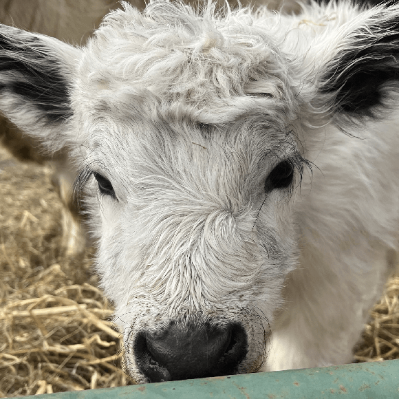calf3 (4)