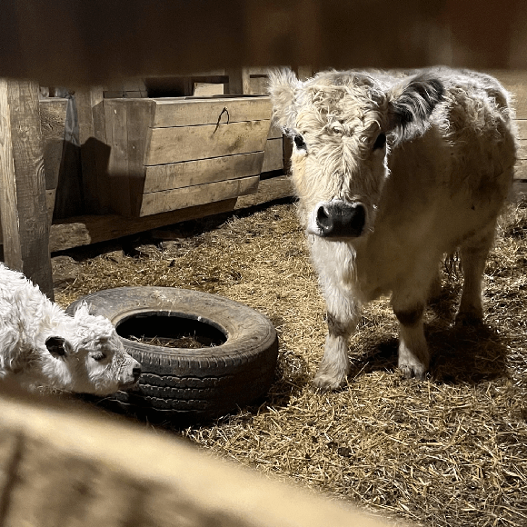 calf3 (5)