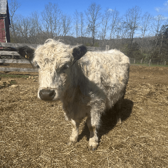 gallery-cow-1