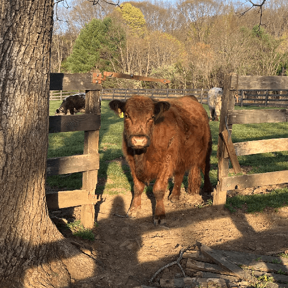 gallery-cow-10