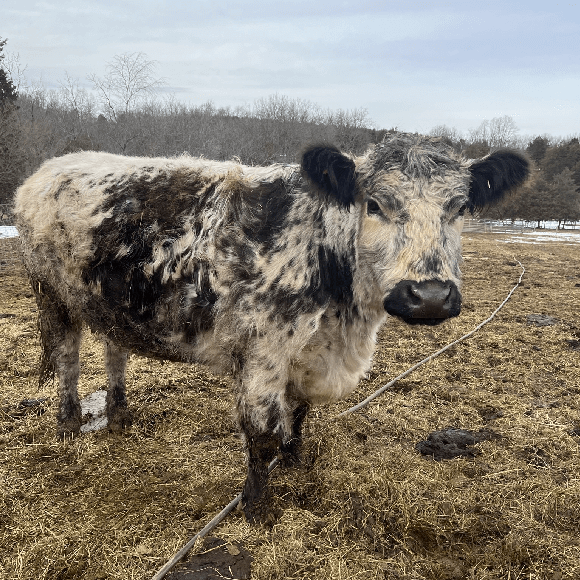 gallery-cow-11