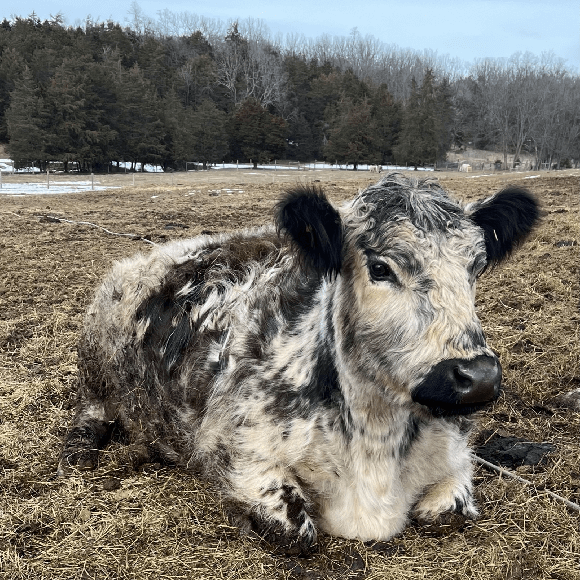 gallery-cow-12