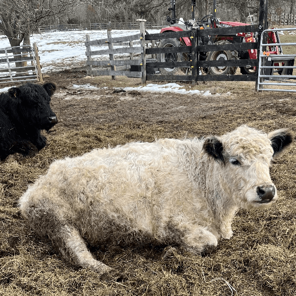 gallery-cow-13