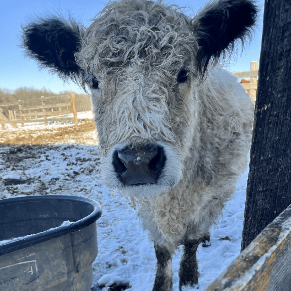 gallery-cow-15