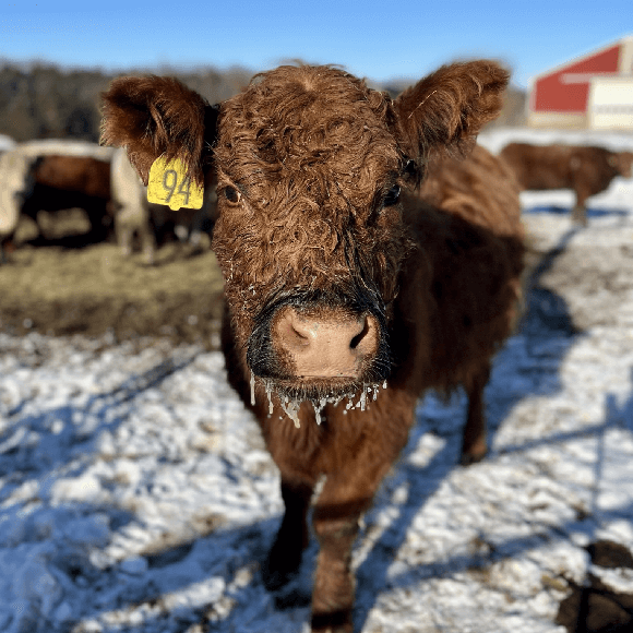 gallery-cow-16