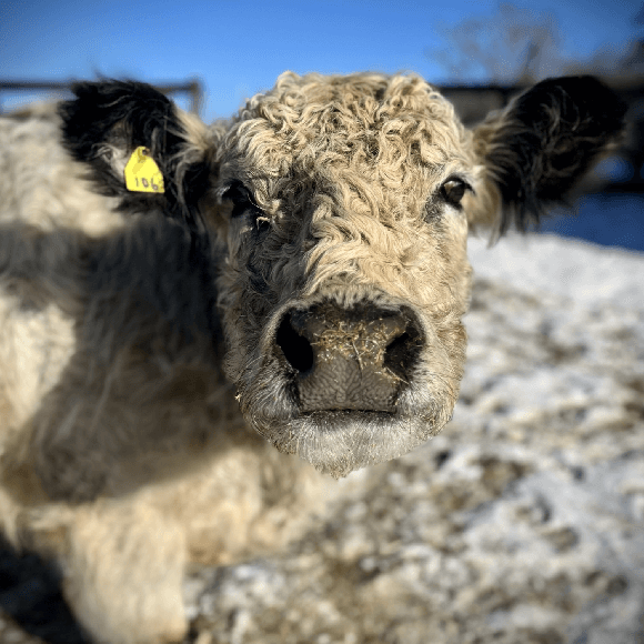 gallery-cow-17