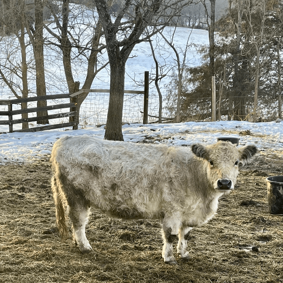 gallery-cow-18
