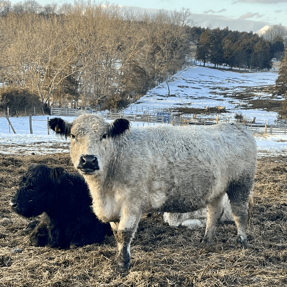 gallery-cow-20