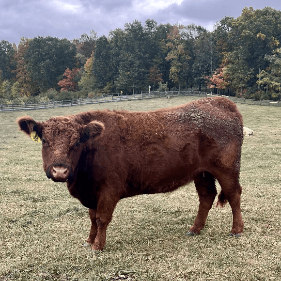 gallery-cow-21