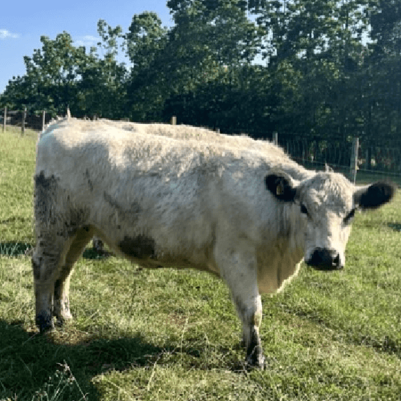 gallery-cow-22