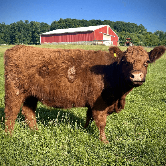 gallery-cow-23
