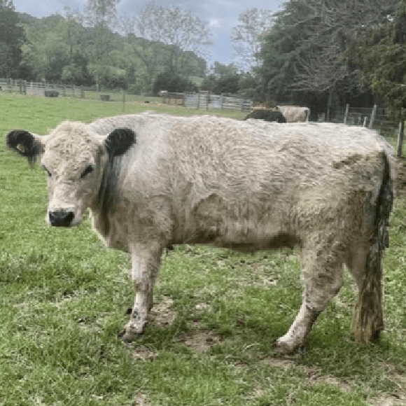 gallery-cow-24