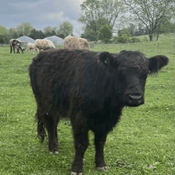 gallery-cow-24