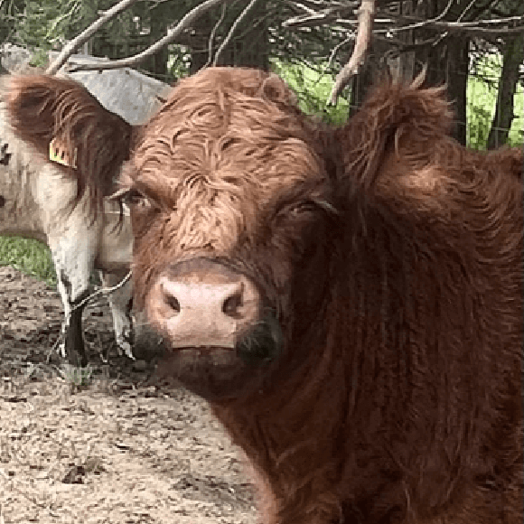 gallery-cow-25