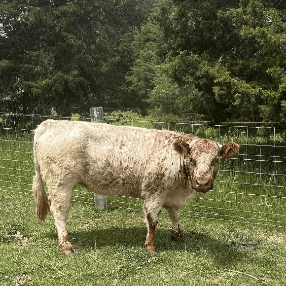 gallery-cow-26