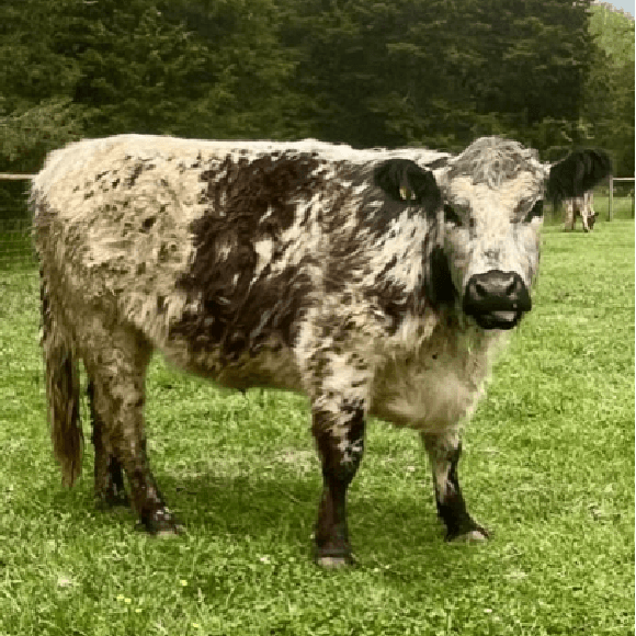 gallery-cow-27