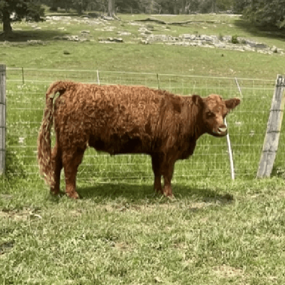 gallery-cow-28
