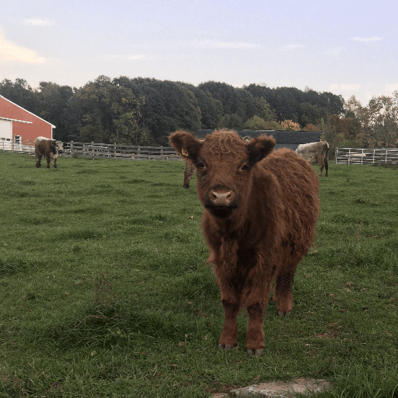 gallery-cow-29
