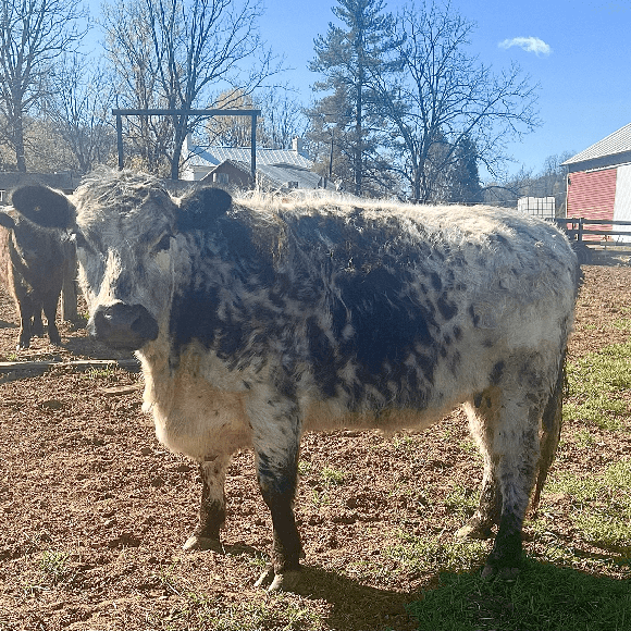 gallery-cow-3