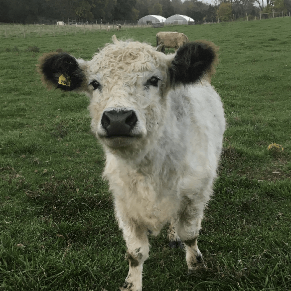 gallery-cow-30