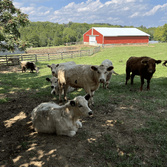 gallery-cow-31