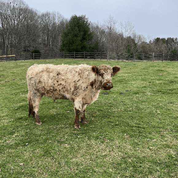gallery-cow-32 (1)