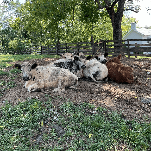 gallery-cow-32