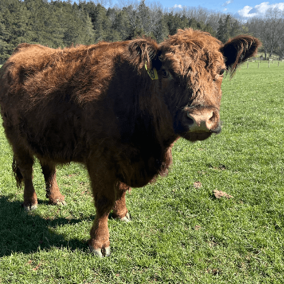 gallery-cow-4