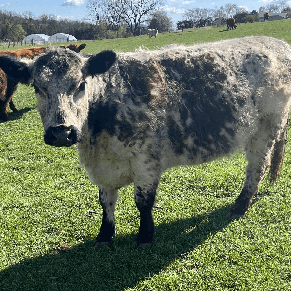 gallery-cow-5