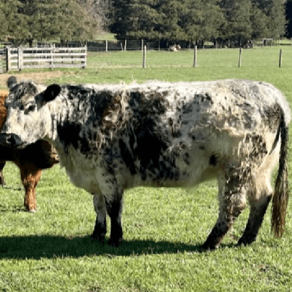 gallery-cow-6