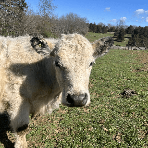 gallery-cow-8-2