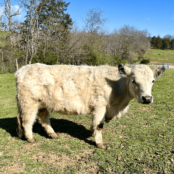 gallery-cow-9